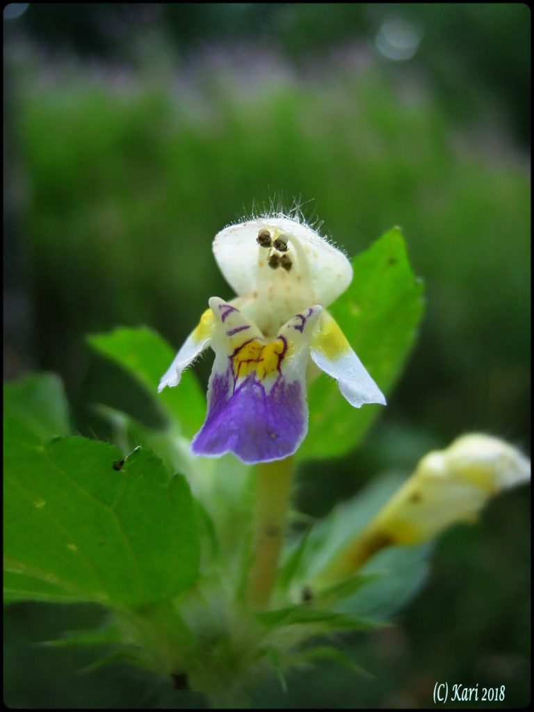Valokuvaaja: Kari Saarinen
