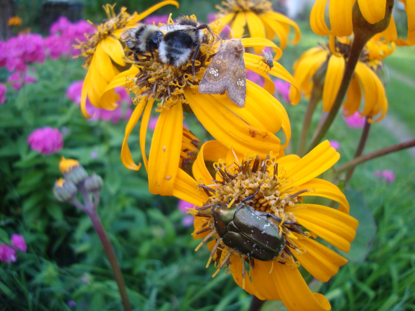 Valokuvaaja: Anja Mustamaa