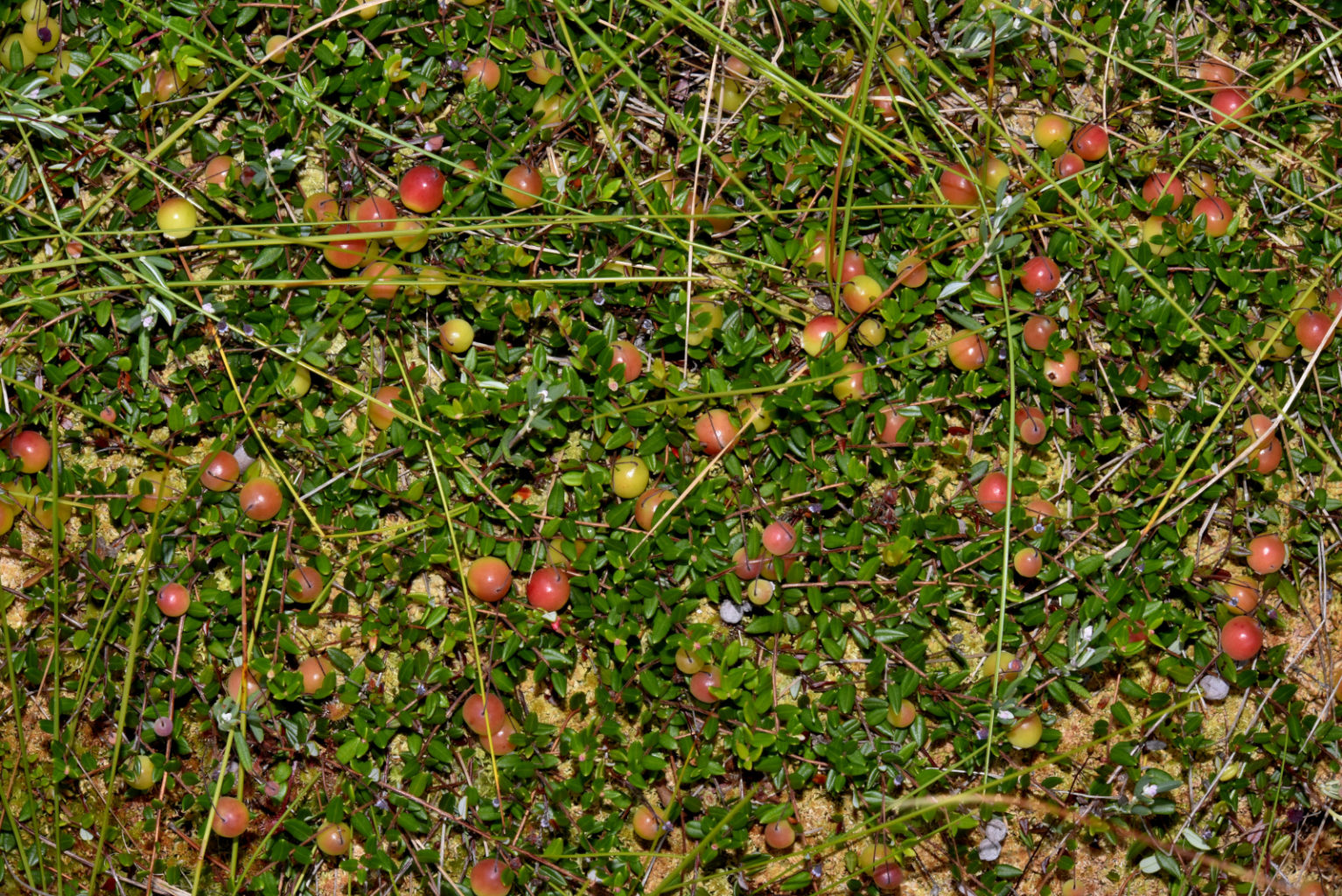 Valokuvaaja: Reijo Juurinen