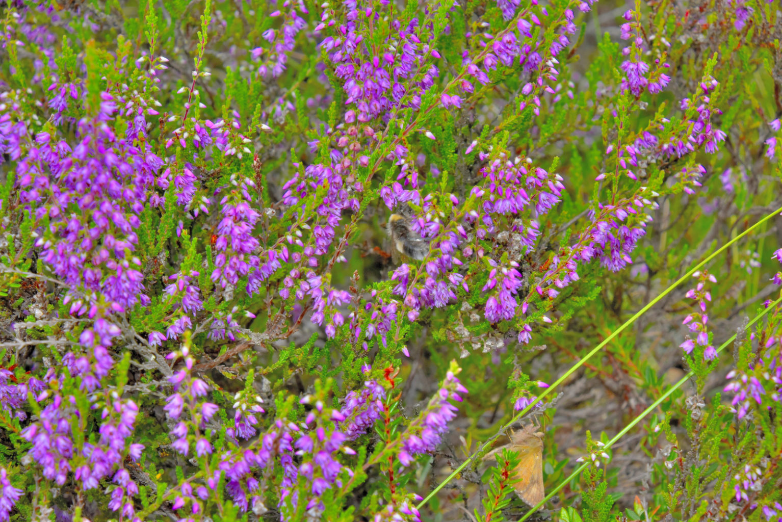 Valokuvaaja: Reijo Juurinen