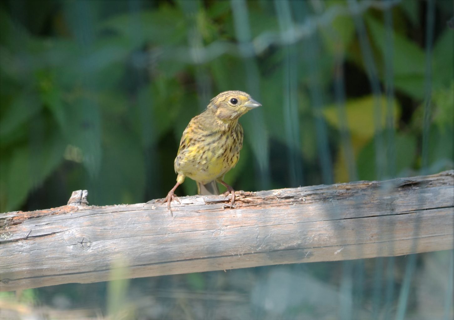 Valokuvaaja: satu välimaa