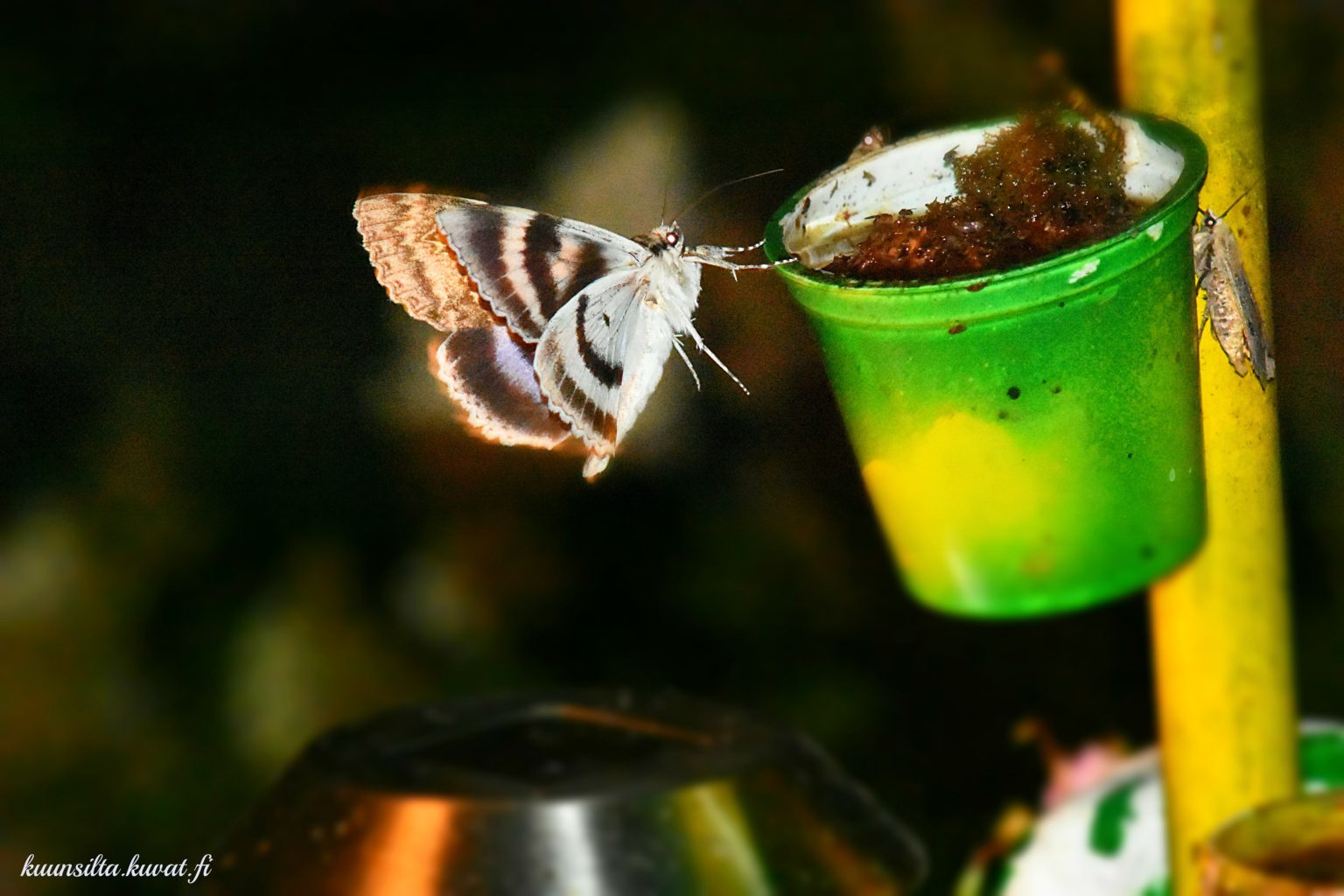 Valokuvaaja: Antti Kaskinen