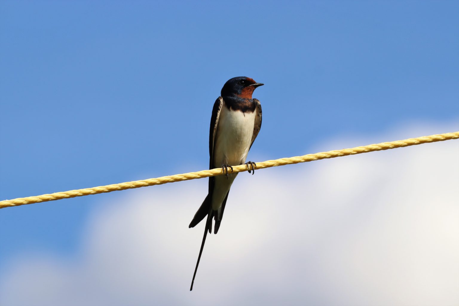 Valokuvaaja: Irja lehtinen