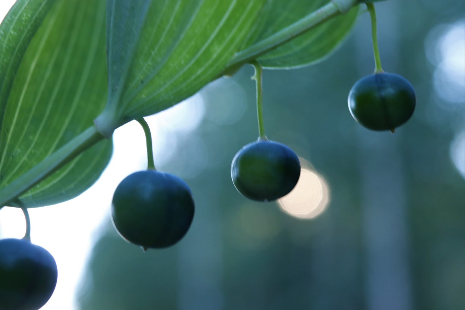 Valokuvaaja: Irja lehtinen