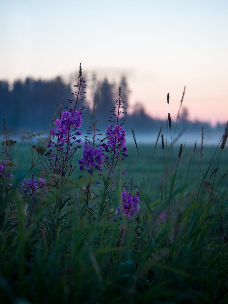 Valokuvaaja: Iida-Liisa Paronen