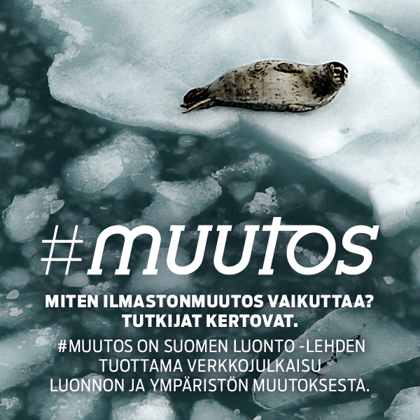 mainos