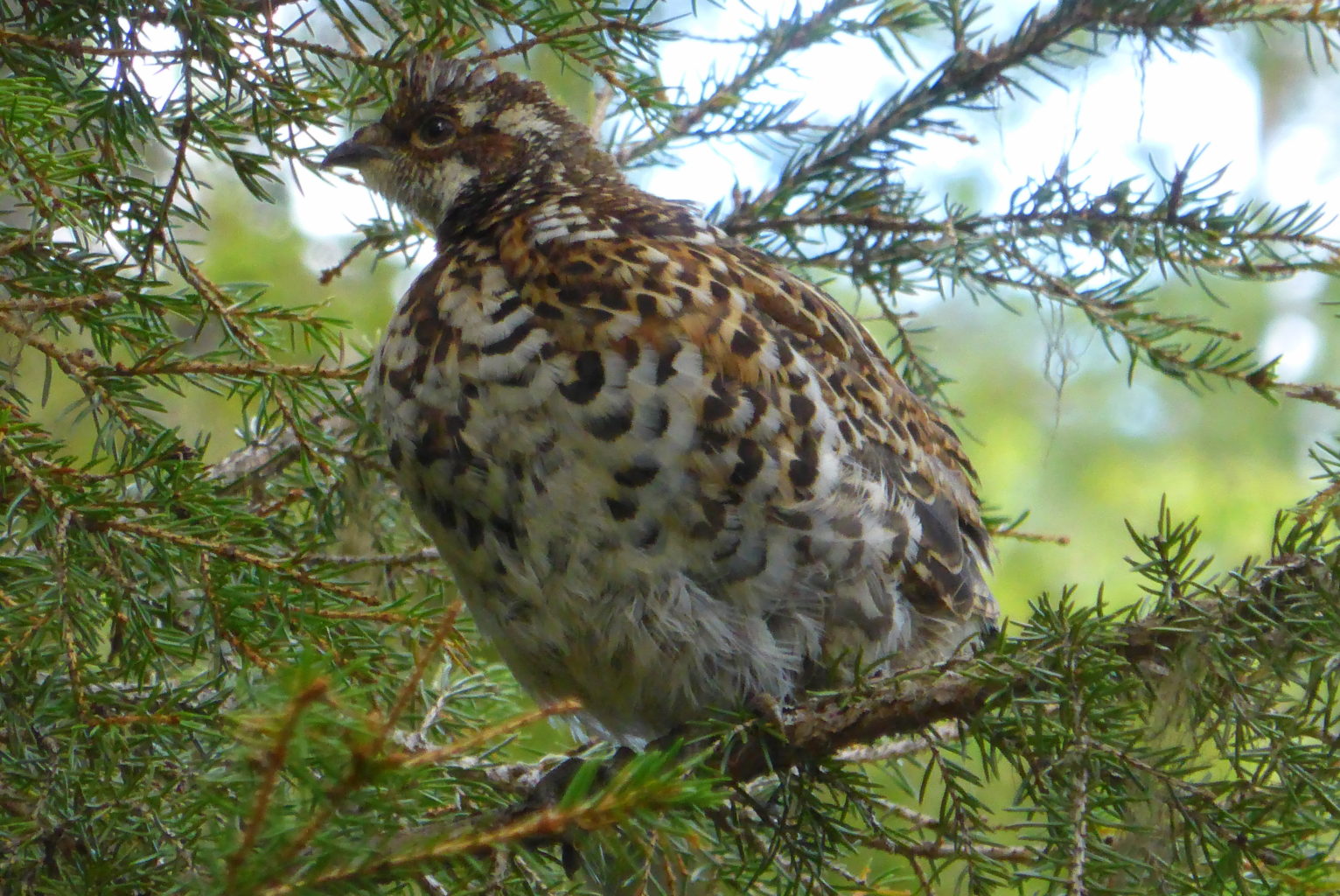 Valokuvaaja: Kalle Asikainen