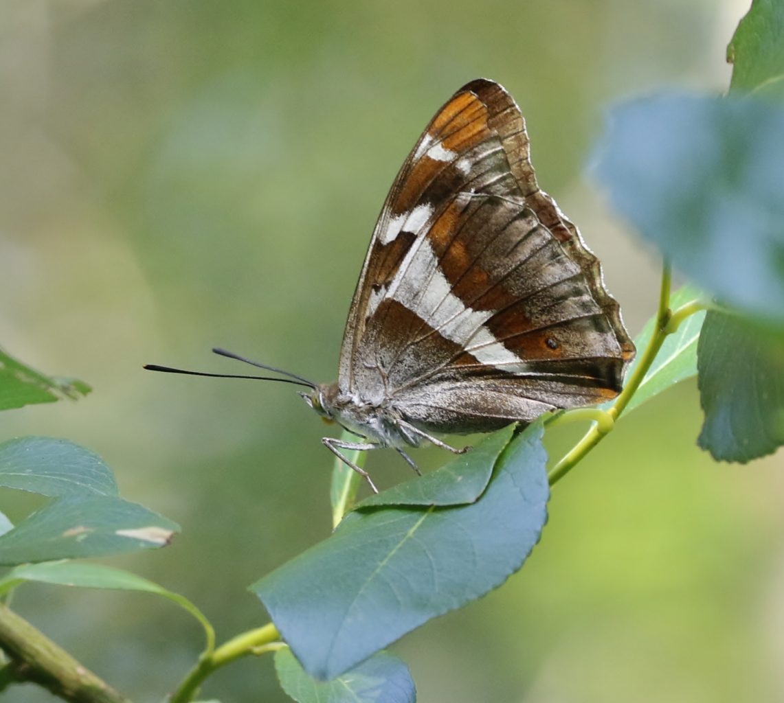 Valokuvaaja: Tuula Pirnes