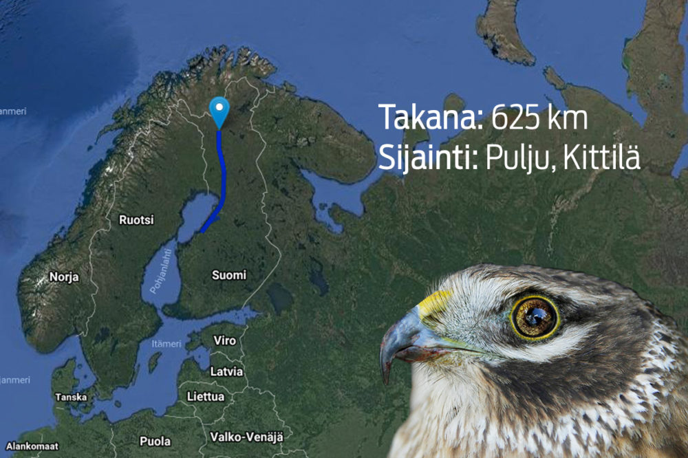 Seuraa minne Selja-haukka lentää